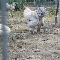 Galli brama isabella