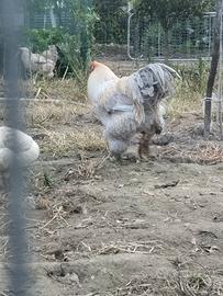 Galli brama isabella