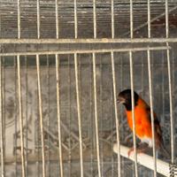 Cardinalini del Venezuela