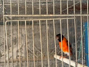 Cardinalini del Venezuela