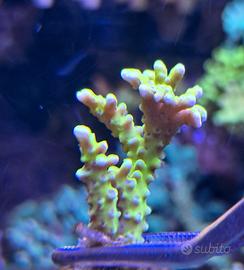 Anacropora Forbesi