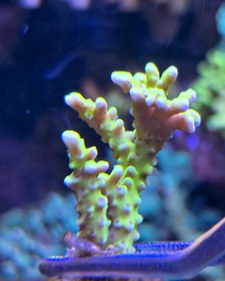 Anacropora Forbesi
