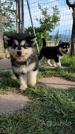 Alaskan malamute 2 femmine