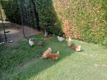 Galline ovaiole