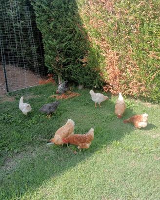 Galline ovaiole