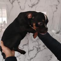 American Bully pocket