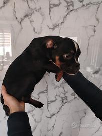 American Bully pocket