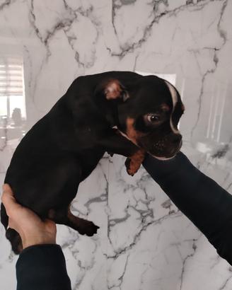 American Bully pocket