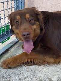 Cane adozione gratuita