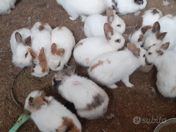 Vendita Conigli Nani