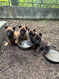 Pastore Belga Malinois