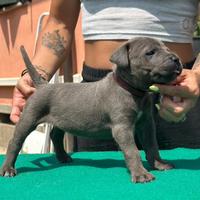 Cuccioli cane corso alta genealogia