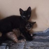 Gattini pronti a giocare con te