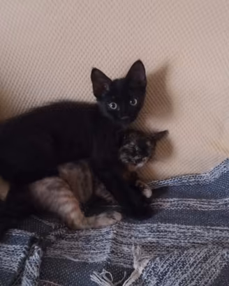 Gattini pronti a giocare con te