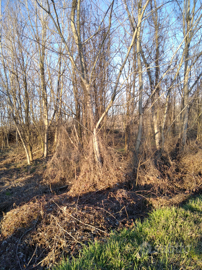Terreno agricolo irriguo - Vista 3