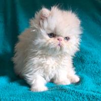 Cucciolo gatto persiano MASCHIO