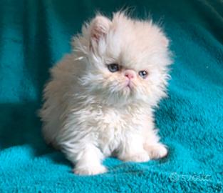 Cucciolo gatto persiano MASCHIO
