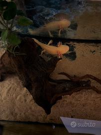 Acquario con 2 axolotl