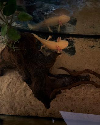 Acquario con 2 axolotl