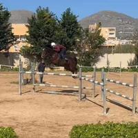 Cavallo da Salto Ostacoli