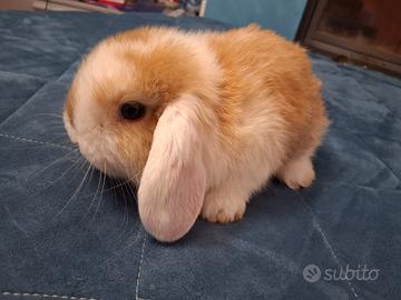 Cuccioli conigli arieti