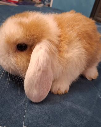 Cuccioli conigli arieti