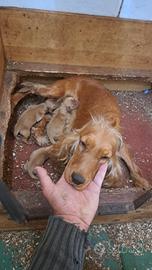 cocker in arrivo!! prenotazioni già aperte!