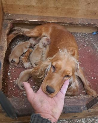 cocker in arrivo!! prenotazioni già aperte!