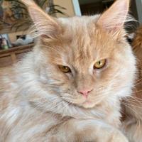 Matisse Maine Coon due anni