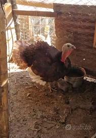 Tacchino Rosso Borbone