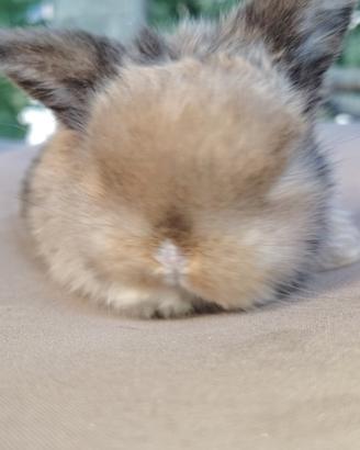 Coniglio ariete nano