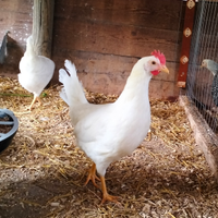 Galline ovaiole