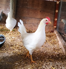 Galline ovaiole