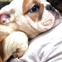 Cuccioli Bulldog Inglese