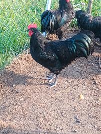 Galli di australorp