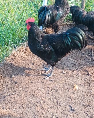 Galli di australorp