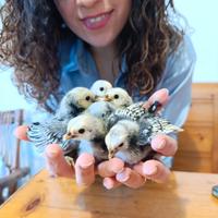 Galline pulcini di sebright argento