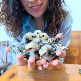 Galline pulcini di sebright argento