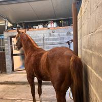 Quarter horse 20 mesi