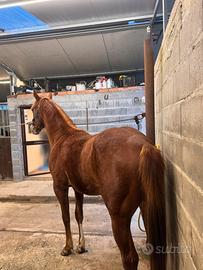 Quarter horse 20 mesi