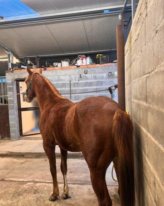 Quarter horse 20 mesi