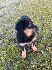 Cuccioli mix pastore australiano border collie