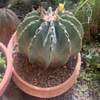 Cactus ferocactus glauscenzes senza spine in vaso