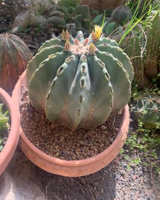 Cactus ferocactus glauscenzes senza spine in vaso