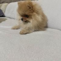 Cucciolo di spitz di Pomerania