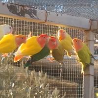 Inseparabili pappagalli