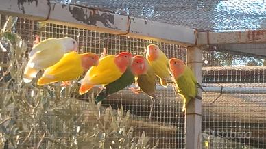 Inseparabili pappagalli