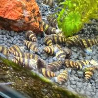 Lumache killer acquario