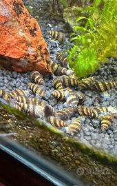 Lumache killer acquario