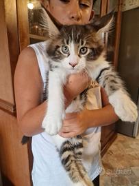 CUCCIOLO MAINE COON MASCHIO MARINA LAB